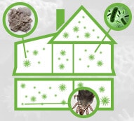 Different kinds of pests living in your house